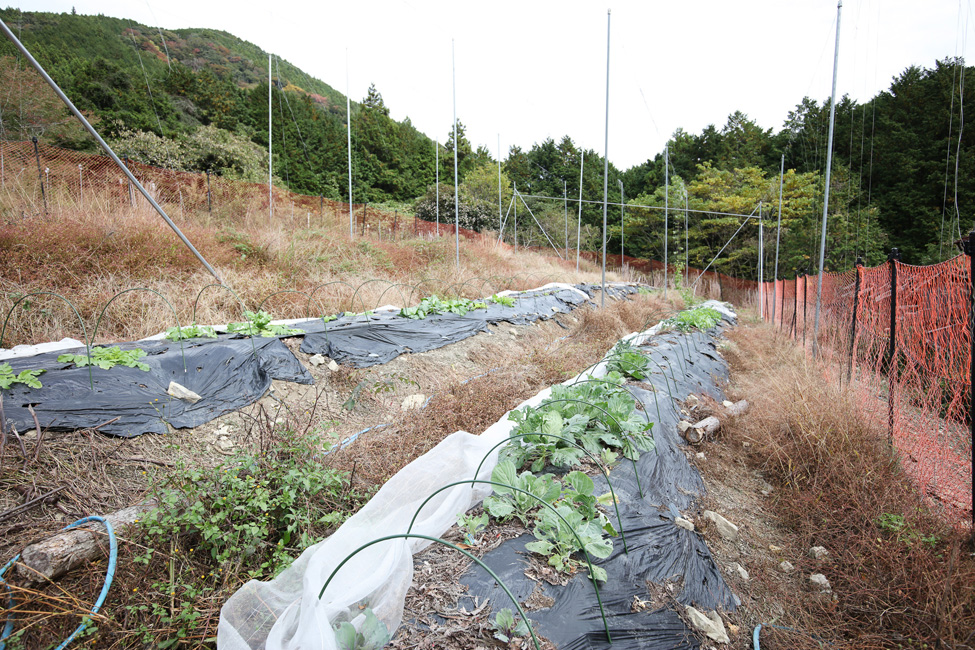 菌ちゃん農法の畑