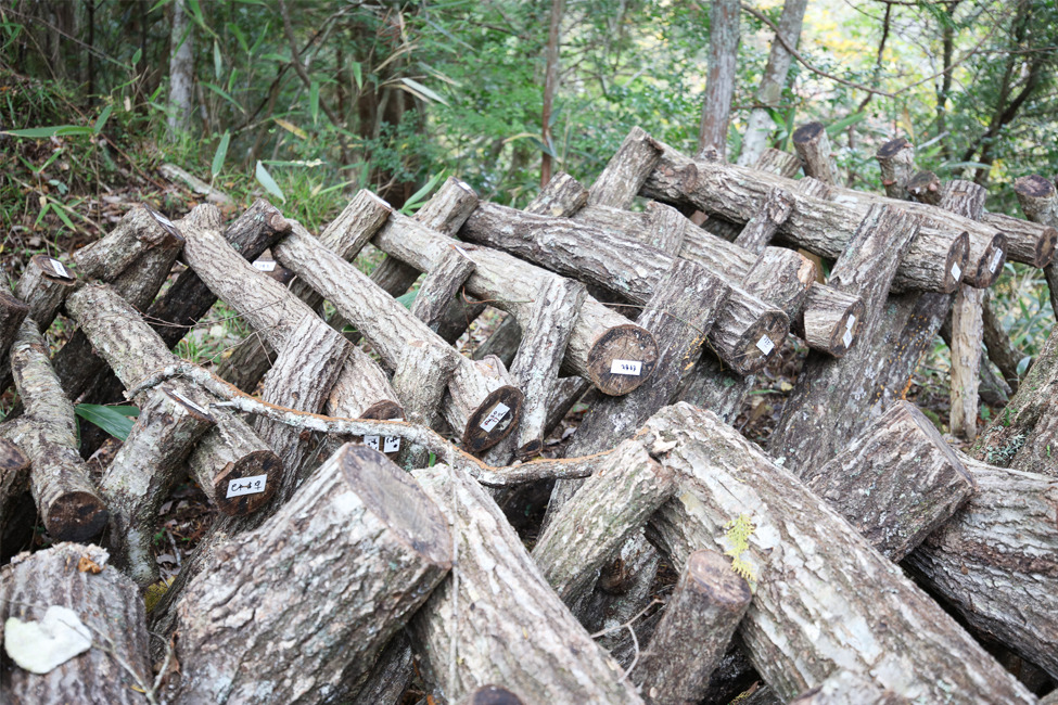 原木にはそれぞれ名前が書かれている