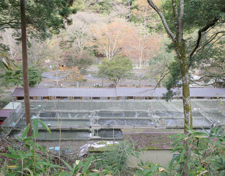 ヤマメを育てる池