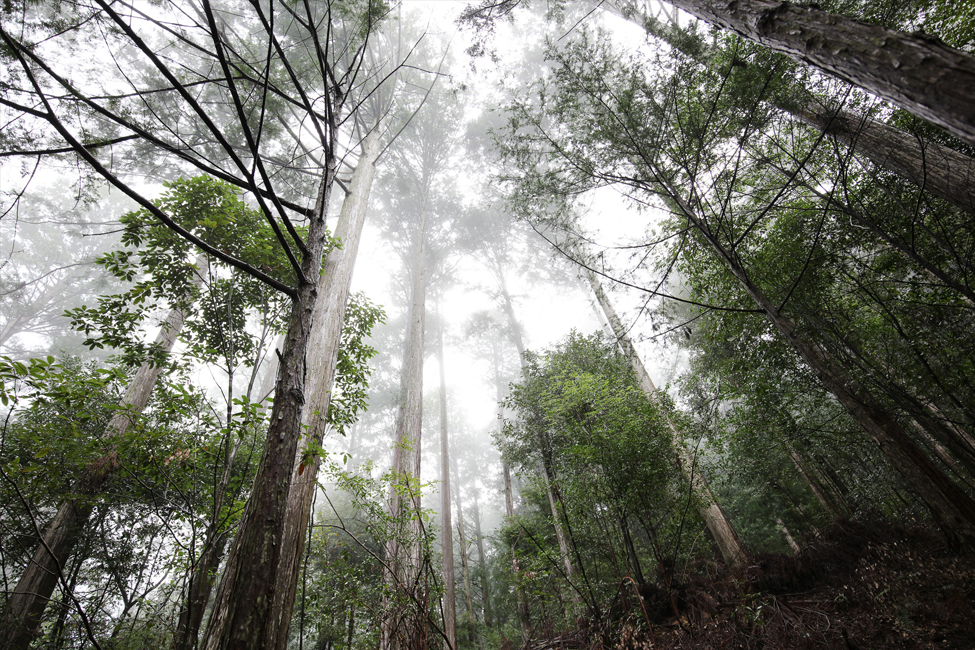 安蔵の美しい森