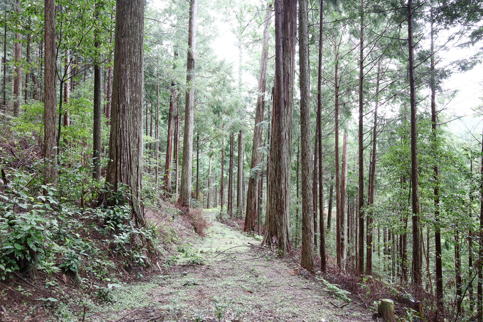 丁寧に手をかけた分だけ木々が応えてくれる