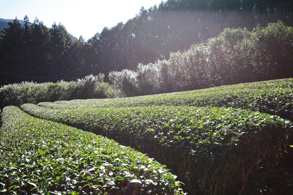 「やぶきた」の茶畑