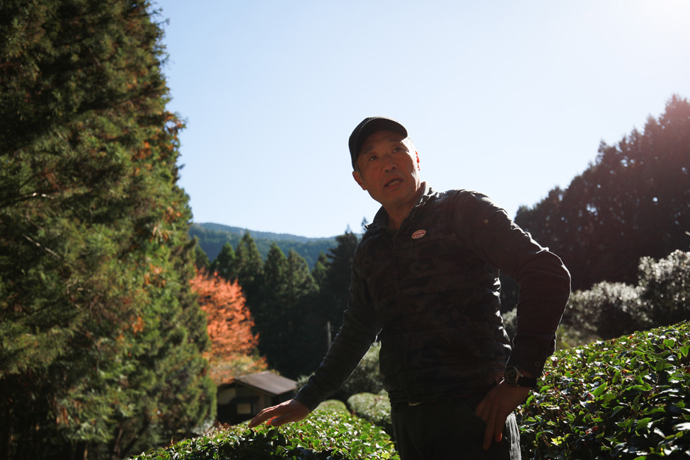 茶畑を守り続ける