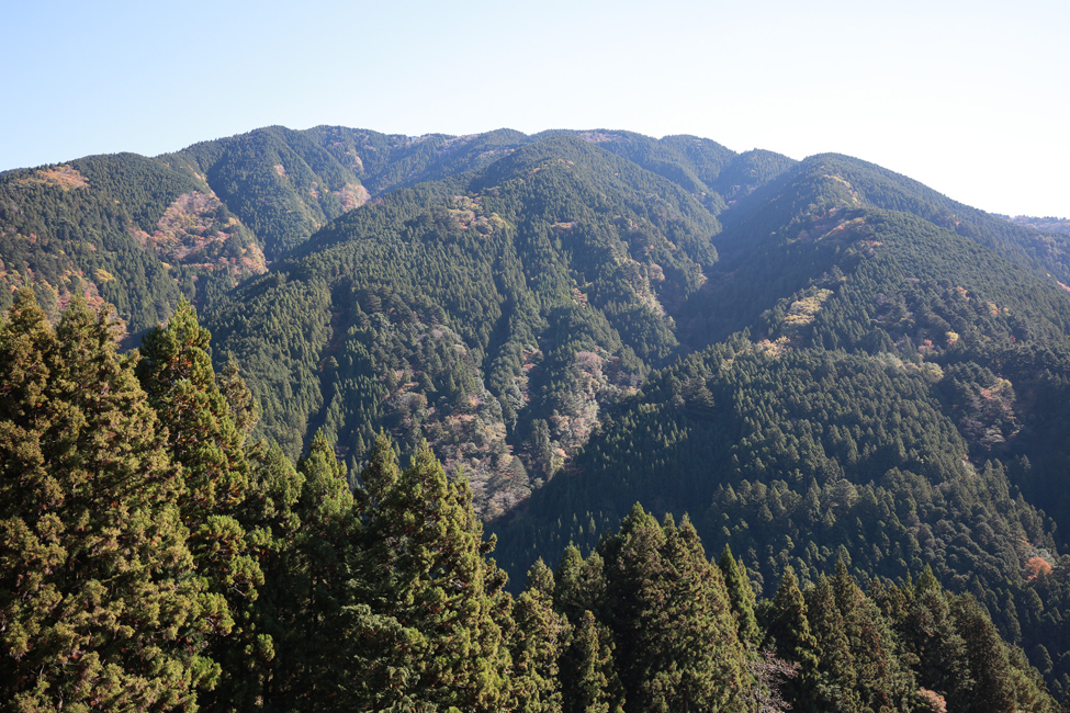 コナラとクヌギの森が見える