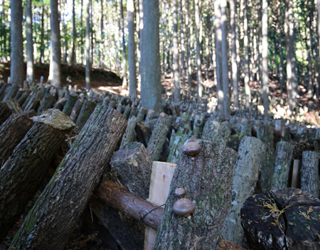 木漏れ日が差し込む椎茸栽培の現場