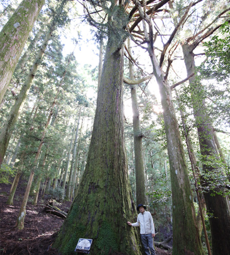 樹齢400年の年の杉
