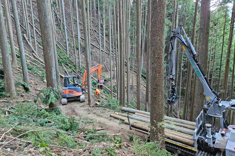利用間伐の現場写真